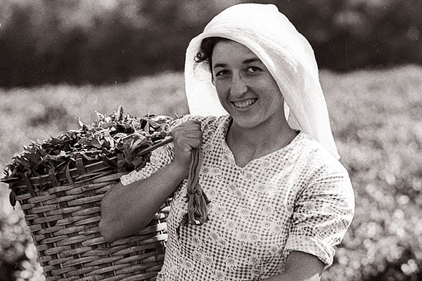 Сборщица чая, Республика Аджария, Грузия, 1968 год. Фото: Юрий Абрамочкин / РИА Новости